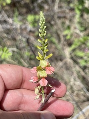 Indigofera fruticosa