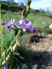 Polygala uncinata