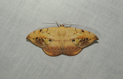 Oxydia platypterata