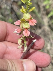 Indigofera fruticosa