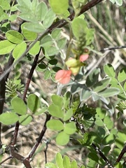 Indigofera fruticosa