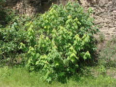 Heliocarpus terebinthinaceus