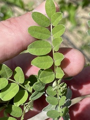 Indigofera fruticosa