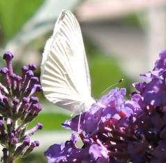 Pieris rapae