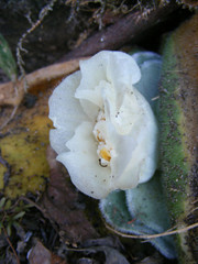 Haemanthus deformis