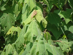 Heliocarpus terebinthinaceus