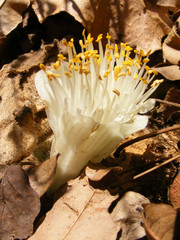 Haemanthus deformis