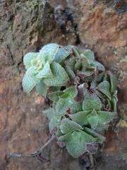 Crassula setulosa setulosa