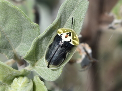 Physonota puncticollis