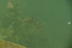 Diplodus hottentotus