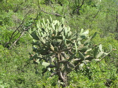 Opuntia jaliscana