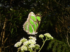 Philaethria wernickei