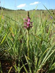 Striga bilabiata bilabiata