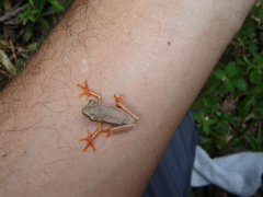 Bokermannohyla luctuosa