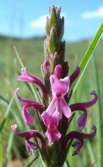 Striga bilabiata bilabiata