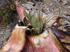 Aloe microstigma