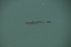 Amblyrhynchote honckenii