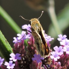 Hylephila phyleus