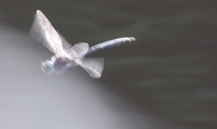 Somatochlora elongata