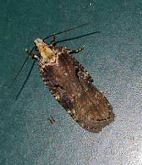 Agonopterix liturosa