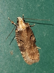 Agonopterix liturosa