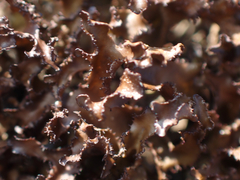 Cetraria ericetorum