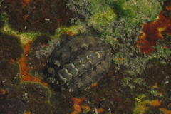 Acanthochitona garnoti
