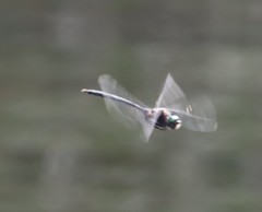 Somatochlora elongata