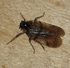 Cixius distinguendus