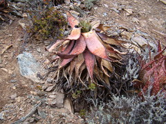 Aloe microstigma
