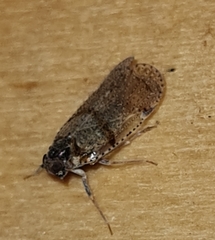 Cixius distinguendus