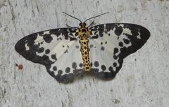 Geometridae