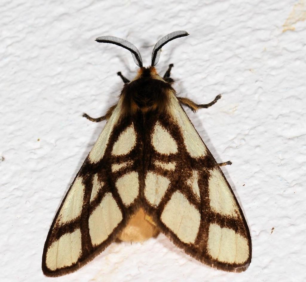 Reticulate Bagnest