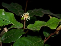 Trichocladus crinitus