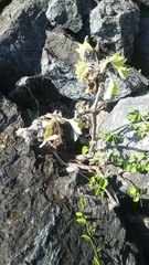Pittocaulon velatum