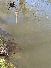 Anguilla dieffenbachii