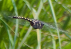 Cordulegaster dorsalis