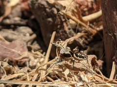 Habronattus pyrrithrix