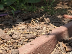 Habronattus pyrrithrix