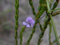 Psoralea laxa