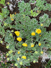 Potentilla subgorodkovii