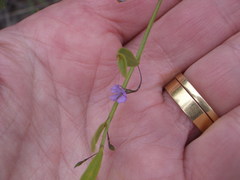 Psoralea laxa