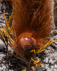 Phyllalia