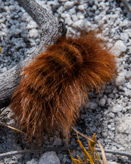 Phyllalia
