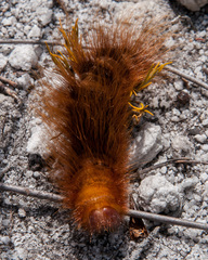 Phyllalia