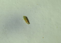 Erythroneura reflecta