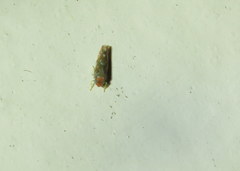 Erythroneura rubra
