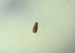 Erythroneura rubra