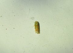 Erythroneura reflecta