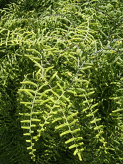 Gleichenia polypodioides